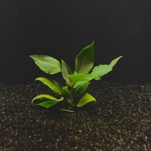 Hygrophila corymbosa v. Compacta