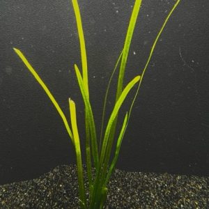 Italian (Vallisneria spiralis)