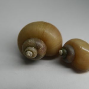 Ivory Mystery Snail (Pomacea bridgesii)
