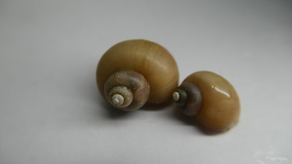Ivory Mystery Snail (Pomacea bridgesii)