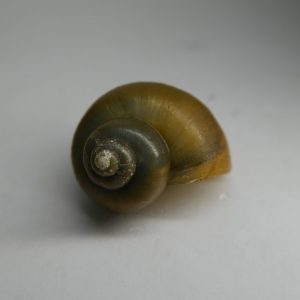 Jade Mystery Snail (Pomacea bridgesii)