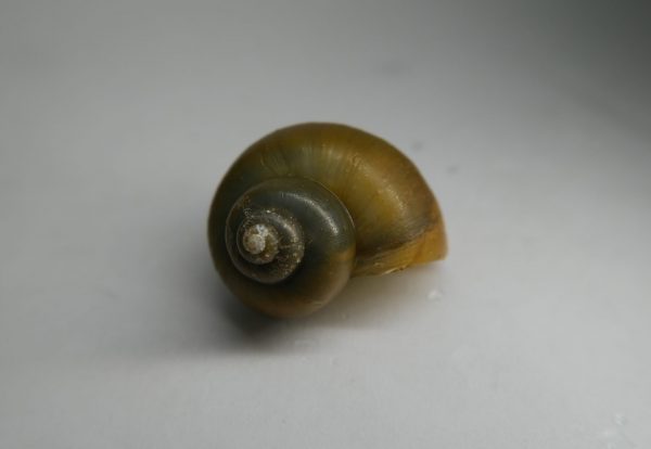Jade Mystery Snail (Pomacea bridgesii)