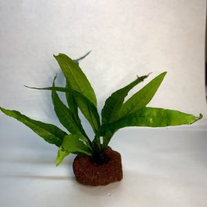 Java Fern on Lava Rock