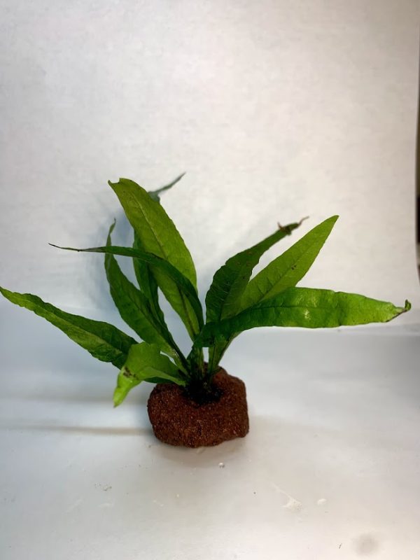 Java Fern on Lava Rock