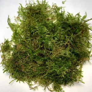 Java Moss (Vesicularia dubyana)
