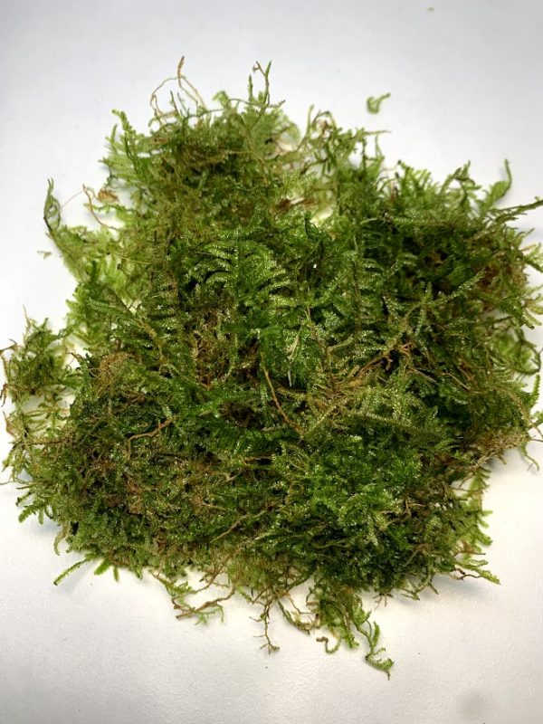 Java Moss (Vesicularia dubyana)