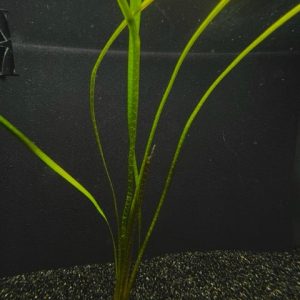 Jungle (Vallisneria americana)
