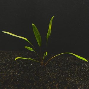 Cryptocoryne Lucens
