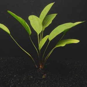 Melon (Echinodorus osiris)
