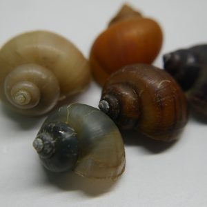 Mystery Snails Assorted (Pomacea bridgesii)