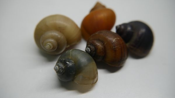 Mystery Snails Assorted (Pomacea bridgesii)