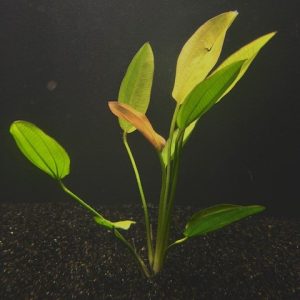 Oriental (Echinodorus sp. Oriental)