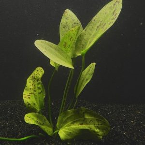 Ozelot Green (Echinodorus sp. ozelot)