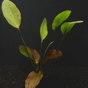 Ozelot Red (Echinodorus sp. ozelot)