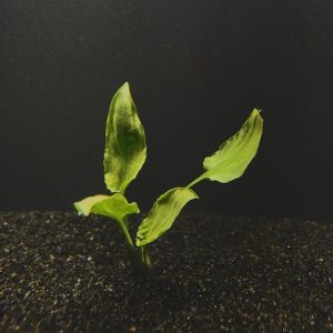 Cryptocoryne Pontederiifolia