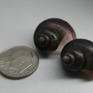 Purple Black Mystery Snail (Pomacea bridgesii)