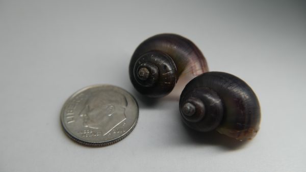 Purple Black Mystery Snail (Pomacea bridgesii)