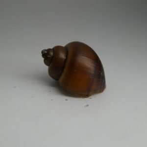 Purple Albino Mystery Snail (Pomacea bridgesii)