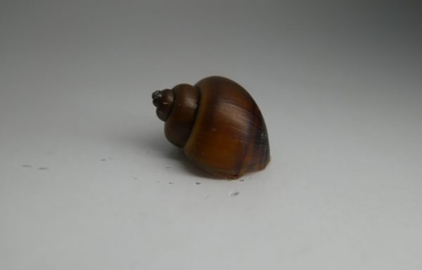 Purple Albino Mystery Snail (Pomacea bridgesii)