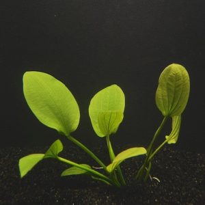 Radican (Echinodorus cordifolius)