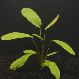Red Melon (Echinodorus barthii)