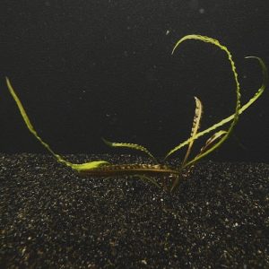 Cryptocoryne Retrospiralis