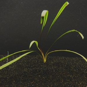 Cryptocoryne Spiralis