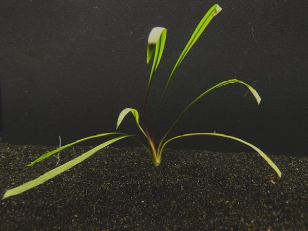 Cryptocoryne Spiralis