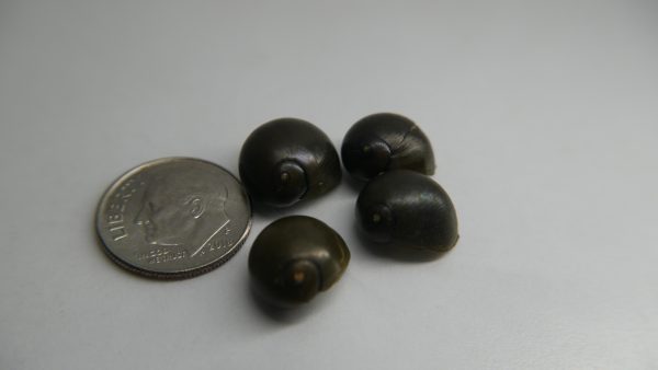 Tiger Eye Nerite Snail