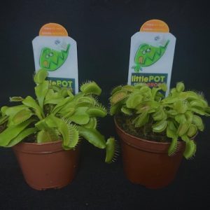 Venus Fly Trap w/Dome (Dionaea muscipula 'Dente') 3" Pot