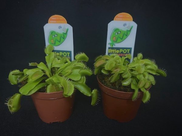 Venus Fly Trap w/Dome (Dionaea muscipula 'Dente') 3" Pot