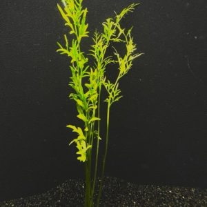 Water Sprite Indian Fern (Ceratopteris thalictroides)