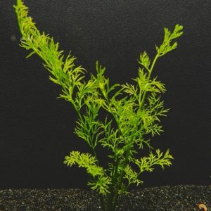 Water Sprite Lace Leaf (Ceratopteris siliquosa)
