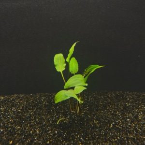 Cryptocoryne Wendtii Green