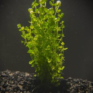 Baby Tears Giant (Micranthemum umbrosom)