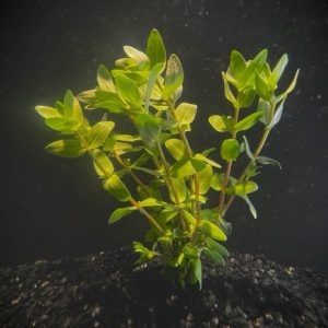 Bacopa (Bacopa caroliniana)