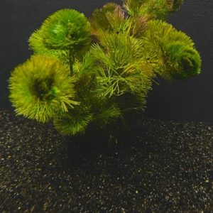 Cabomba (Cabomba caroliniana)