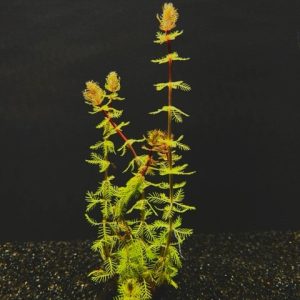 Parrot Feather, Dwarf Red Stemmed (Myriophyllum brasiliensis)