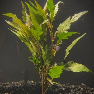 Hygro Blue (Hygrophila salicifolia)