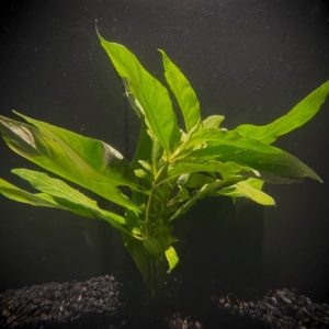 Hygro Willow (Hygrophila angustifolia)