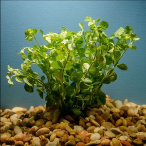 Lloydiella (Lysimachia nummularia)