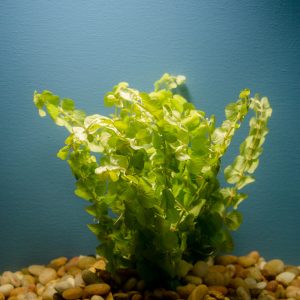 Lloydiella Golden (Lysimachia nummularia "Aurea")