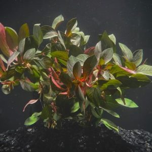 Ludwigia Dark Red (Ludwigia repens var Dark Red)