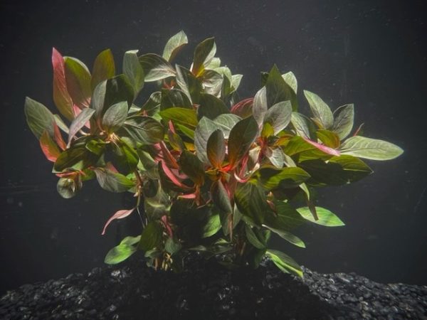 Ludwigia Dark Red (Ludwigia repens var Dark Red)