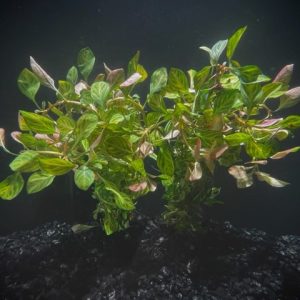Ludwigia Ovalis