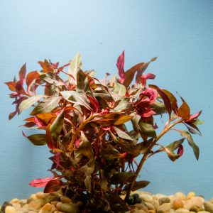 Ludwigia Peruensis (Ludwigia glandulosa peruensis)