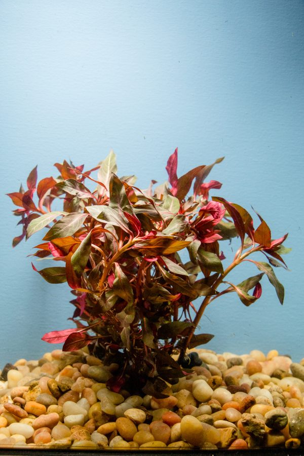 Ludwigia Peruensis (Ludwigia glandulosa peruensis)