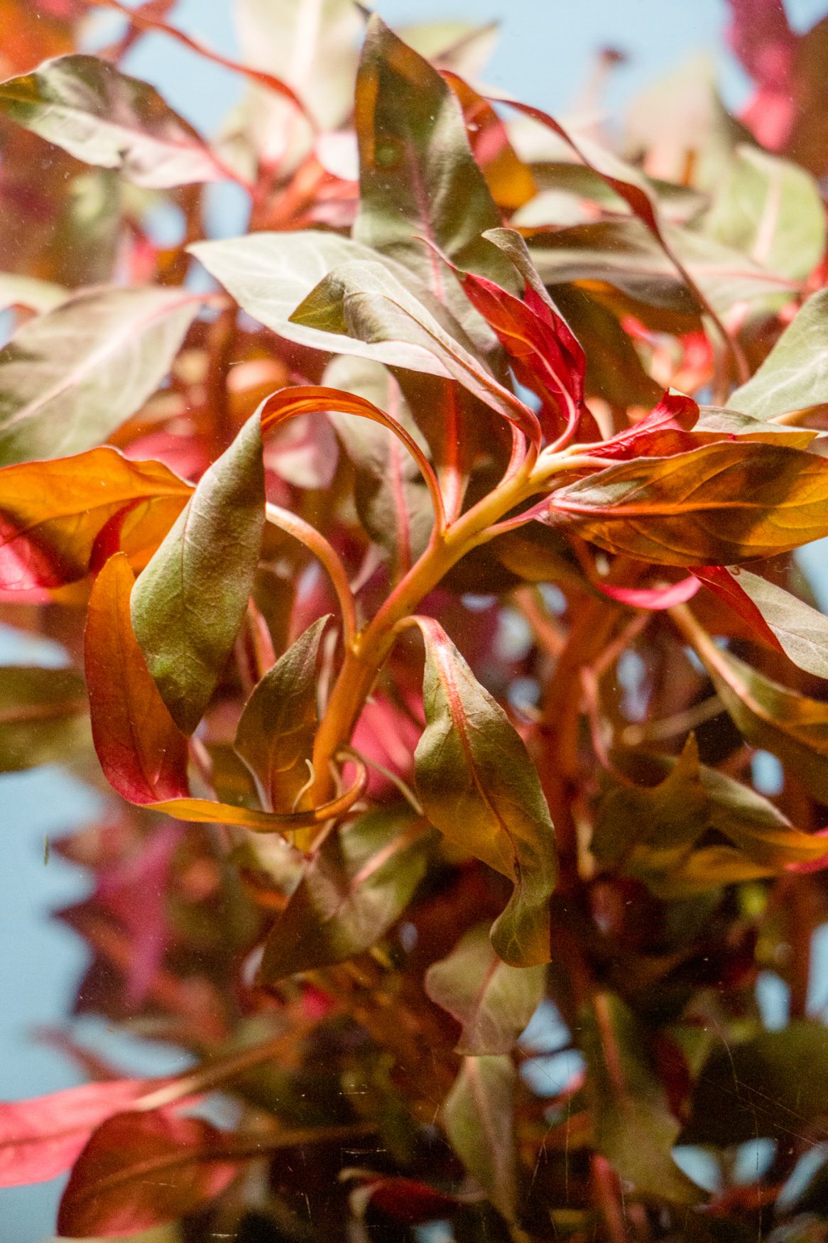Ludwigia- Red Star (Ludwigia glandulosa peruensis) (Pond)