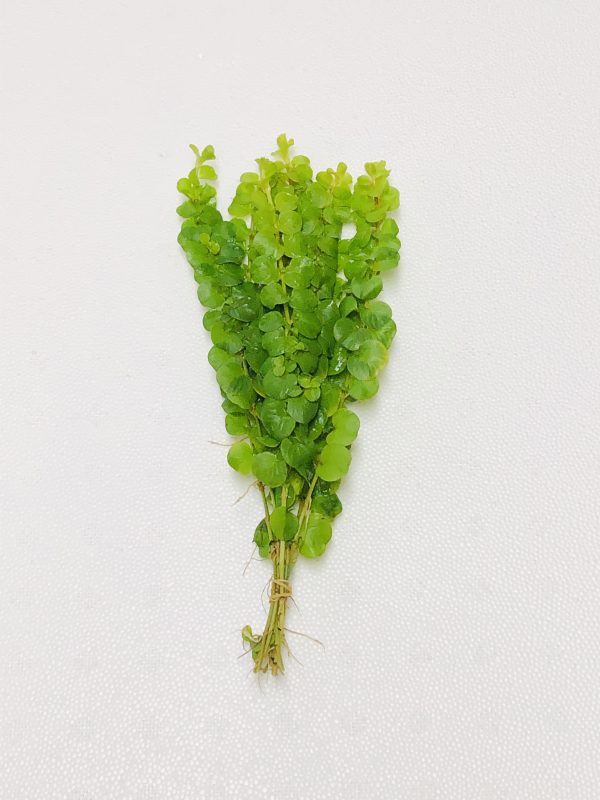 Lloydiella Golden (Lysimachia nummularia "Aurea")