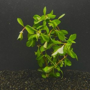 Ludwigia Red (Ludwigia repens)